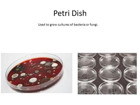 Petri Dish Used to grow cultures of bacteria or fungi.