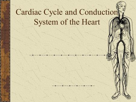 Cardiac Cycle and Conduction System of the Heart.