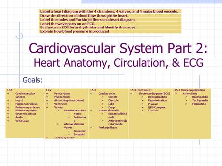 Cardiovascular System Part 2: Heart Anatomy, Circulation, & ECG