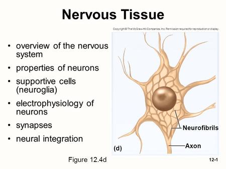 Nervous Tissue overview of the nervous system properties of neurons