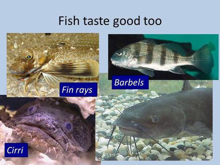 Fish taste good too Fin rays Barbels Cirri. Mechanoreception  What is sound?