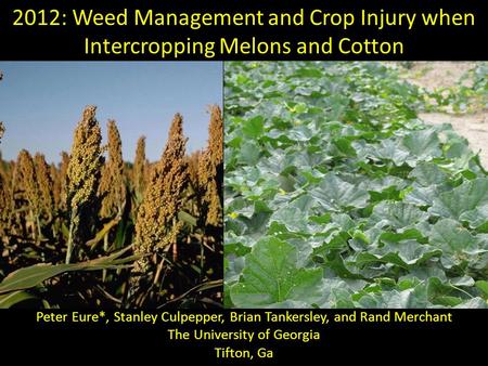 2012: Weed Management and Crop Injury when Intercropping Melons and Cotton Traditionally, spring planted melon crops in southern Georgia are harvested.