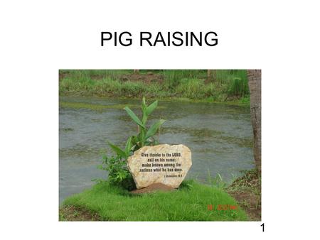 PIG RAISING 1. A Healthy Environment Shade because pig have no sweat gland in their skin Generally Temp for adult is 10 – 27 C Generally Temp baby pig.