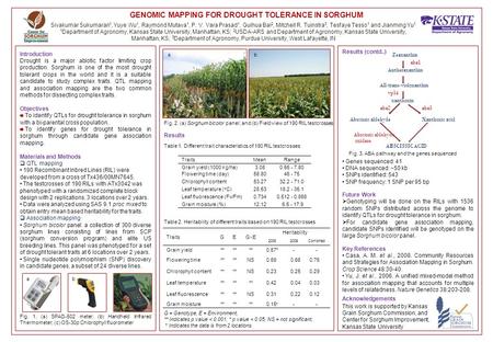 GENOMIC MAPPING FOR DROUGHT TOLERANCE IN SORGHUM Introduction Drought is a major abiotic factor limiting crop production. Sorghum is one of the most drought.