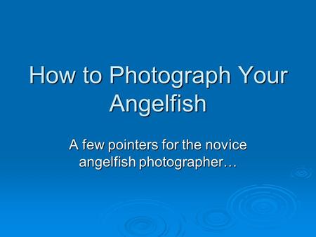 How to Photograph Your Angelfish A few pointers for the novice angelfish photographer…