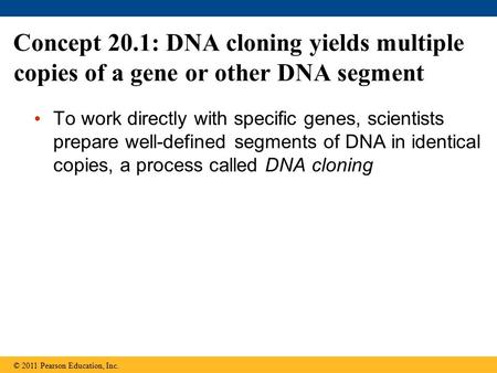 Concept 20.1: DNA cloning yields multiple copies of a gene or other DNA segment To work directly with specific genes, scientists prepare well-defined segments.