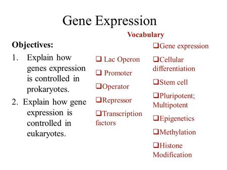 Gene Expression Objectives: 1.Explain how genes expression is controlled in prokaryotes. 2. Explain how gene expression is controlled in eukaryotes. 