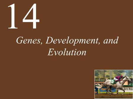 Genes, Development, and Evolution 14. Chapter 14 Genes, Development, and Evolution Key Concepts 14.1 Development Involves Distinct but Overlapping Processes.