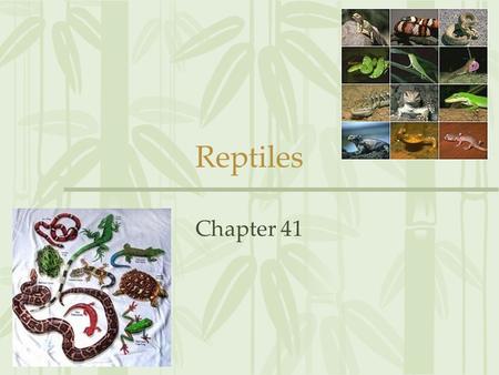 Reptiles Chapter 41.
