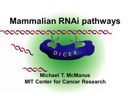 Mammalian RNAi pathways Michael T. McManus MIT Center for Cancer Research.