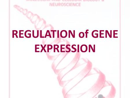 REGULATION of GENE EXPRESSION. GENE EXPRESSION all cells in one organism contain same DNA every cell has same genotype phenotypes differ skin cells have.