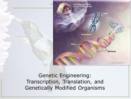 Genetic Engineering: Transcription, Translation, and Genetically Modified Organisms.