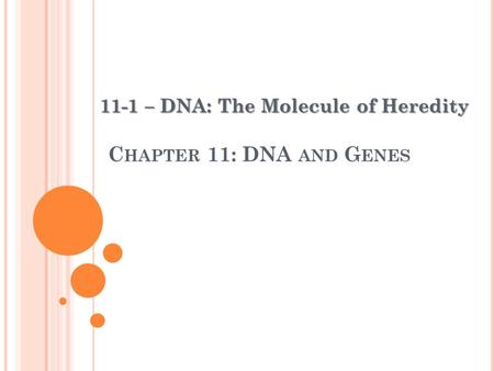 C HAPTER 11: DNA AND G ENES 11-1 – DNA: The Molecule of Heredity.