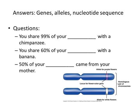 Answers: Genes, alleles, nucleotide sequence Questions: – You share 99% of your ___________ with a chimpanzee. – You share 60% of your ___________ with.