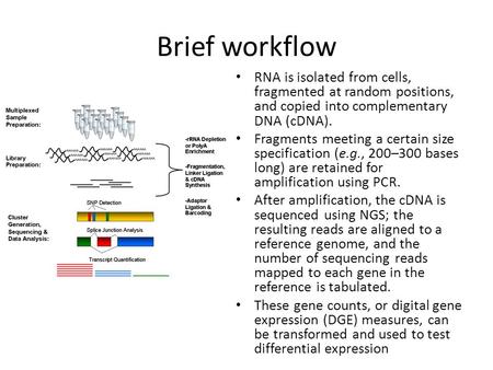 Brief workflow RNA is isolated from cells, fragmented at random positions, and copied into complementary DNA (cDNA). Fragments meeting a certain size specification.