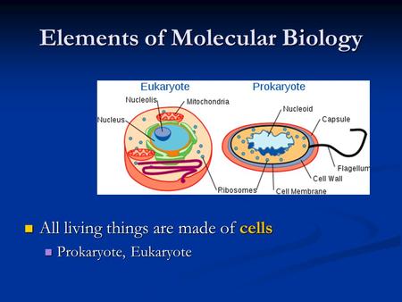 Elements of Molecular Biology All living things are made of cells All living things are made of cells Prokaryote, Eukaryote Prokaryote, Eukaryote.