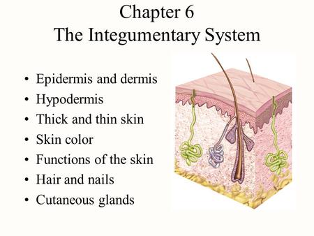Chapter 6 The Integumentary System