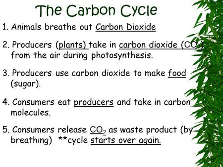 The Carbon Cycle 1. Animals breathe out Carbon Dioxide 2. Producers (plants) take in carbon dioxide ( CO 2 ) from the air during photosynthesis. 3. Producers.