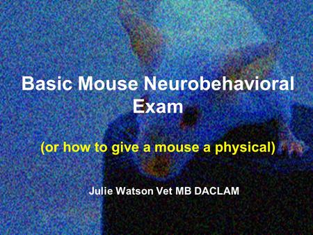 Basic Mouse Neurobehavioral Exam (or how to give a mouse a physical) Julie Watson Vet MB DACLAM.