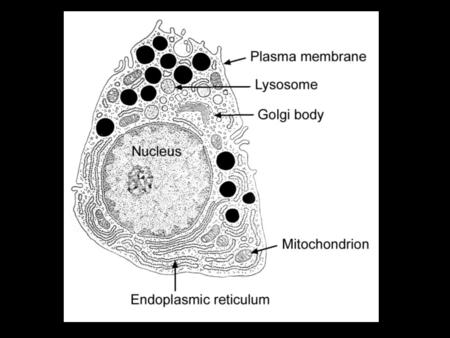 1. Membrane Organization and the Plasma Membrane 1a. The lipid bilayer.