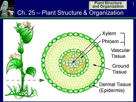 Ch. 25 – Plant Structure & Organization