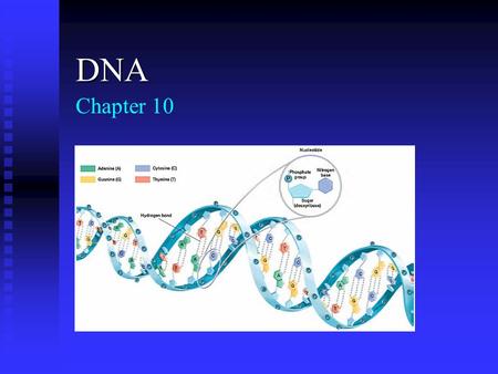 DNA Chapter 10.