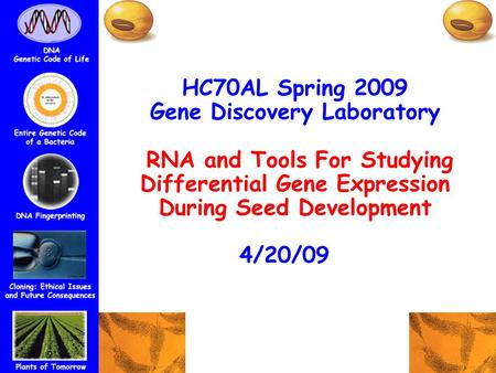 HC70AL Spring 2009 Gene Discovery Laboratory RNA and Tools For Studying Differential Gene Expression During Seed Development 4/20/09tratorp.
