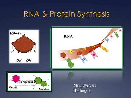 RNA & Protein Synthesis Uracil Hydrogen bonds Adenine Ribose RNA Mrs. Stewart Biology I.