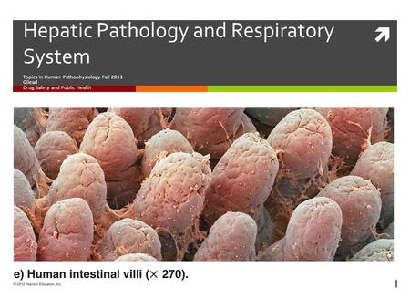  Hepatic Pathology and Respiratory System Topics in Human Pathophysiology Fall 2011 Gilead Drug Safety and Public Health.