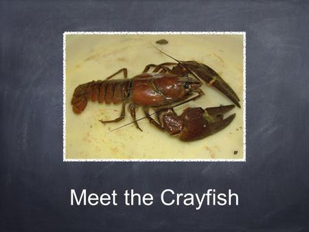 Meet the Crayfish. Handling Crayfish Approach the crayfish from behind Grab the crayfish behind the pincers It may try to reach back but it will not be.