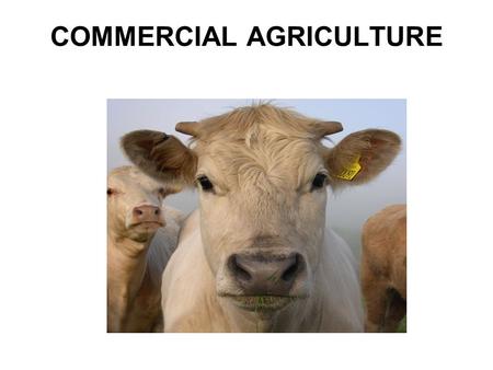COMMERCIAL AGRICULTURE. Agribusiness: An industrialized, corporate form Of agriculture, organized into networks Of agricultural product controlled by.