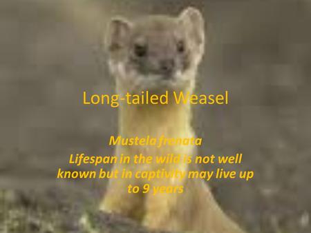 Long-tailed Weasel Mustela frenata Lifespan in the wild is not well known but in captivity may live up to 9 years.