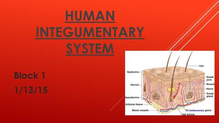 Human integumentary system