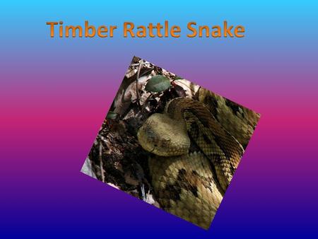 The timber rattlesnake is a reptile. It is a poisonous snake. Rattlesnakes have dry scales that form patterns on its body. The colors are different.