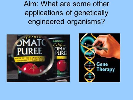 Aim: What are some other applications of genetically engineered organisms?