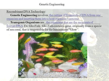 Recombinant DNA Technology: Genetic Engineering involves____________________________________ __________________________________________________ Transgenic.