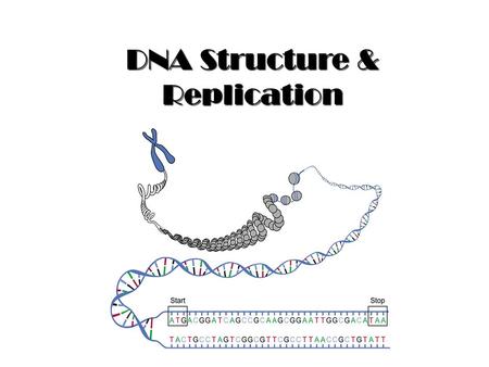 DNA Structure & Replication. Ch. 10.1 Griffith’s Transformation Experiment 1928 – Frederick Griffith is studying how certain strains of bacteria cause.