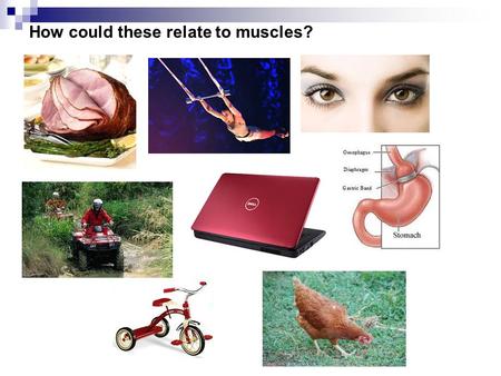 How could these relate to muscles?