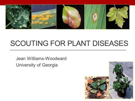 Scouting for Plant Diseases