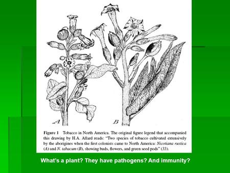 What’s a plant? They have pathogens? And immunity?