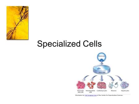 Specialized Cells. I. Specialized Cells -all multicellular organisms have specialized cells that work together.