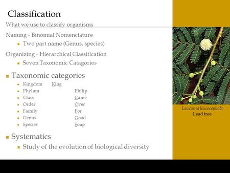 Www.BioEdOnline.org Leucaena leucocephala Lead tree Classification What we use to classify organisms Naming - Binomial Nomenclature Two part name (Genus,