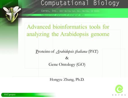 PAT project Advanced bioinformatics tools for analyzing the Arabidopsis genome Proteins of Arabidopsis thaliana (PAT) & Gene Ontology (GO) Hongyu Zhang,