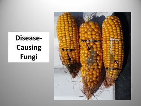 Disease- Causing Fungi. Discuss three diseases you know something about. What are the effects of these diseases?