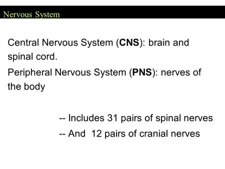 Central Nervous System (CNS): brain and spinal cord.