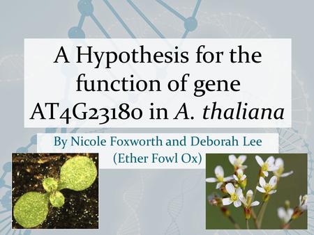 A Hypothesis for the function of gene AT4G23180 in A. thaliana By Nicole Foxworth and Deborah Lee (Ether Fowl Ox)