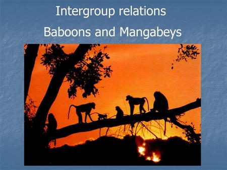 Intergroup relations Baboons and Mangabeys. DEFINITION Home range: Area exploited by a group of primates (defended but not exclusively) Overlap between.