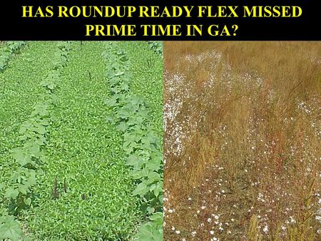 HAS ROUNDUP READY FLEX MISSED PRIME TIME IN GA?. planting harvest 4 leafLayby60% open bolls Roundup Ready ® Flex Cotton In-season; emergence to 60% open.