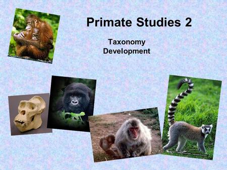 Primate Studies 2 Taxonomy Development.