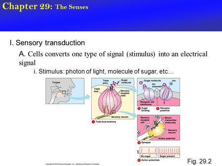 Chapter 29: The Senses I. Sensory transduction